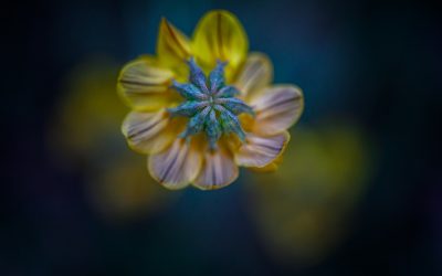 TALLER FOTOGRÀFIC DE MACRO DE PRIMAVERA | 16/05/2026