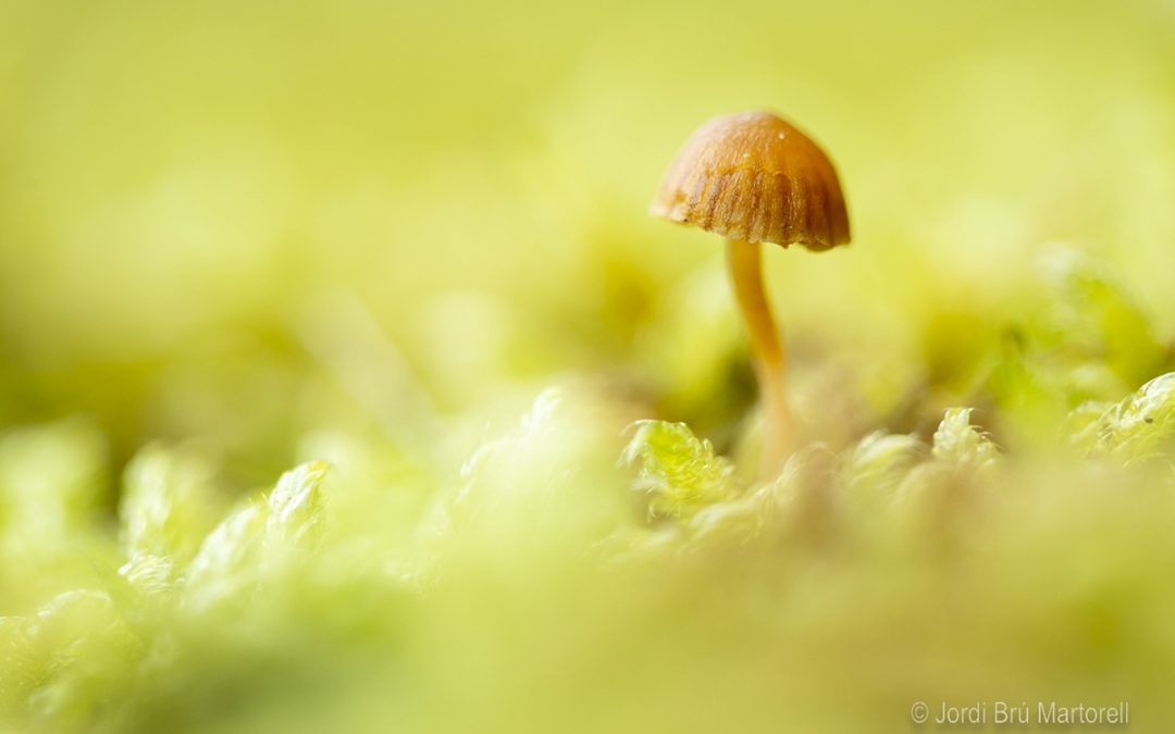 SALIDA FOTOGRÁFICA DE MACRO DE OTOÑO | 07/11/2026